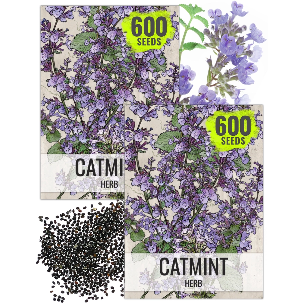 Catmint Herb Seeds For Planting (Nepeta mussinii)