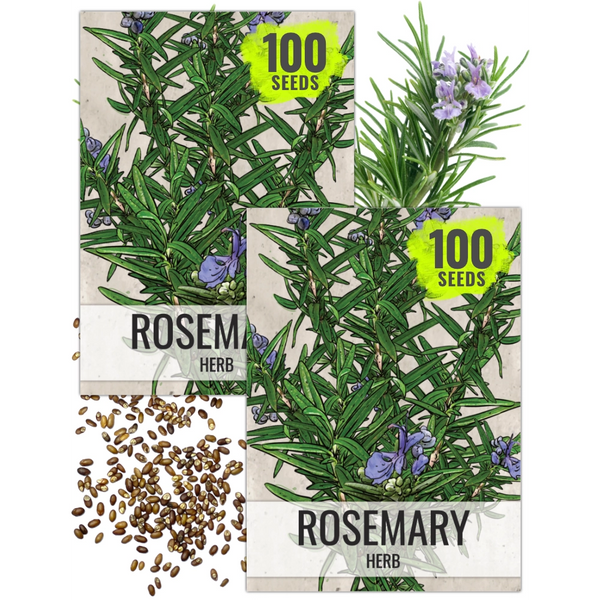 Rosemary Herb Seeds For Planting (Rosemarinus officinalis)