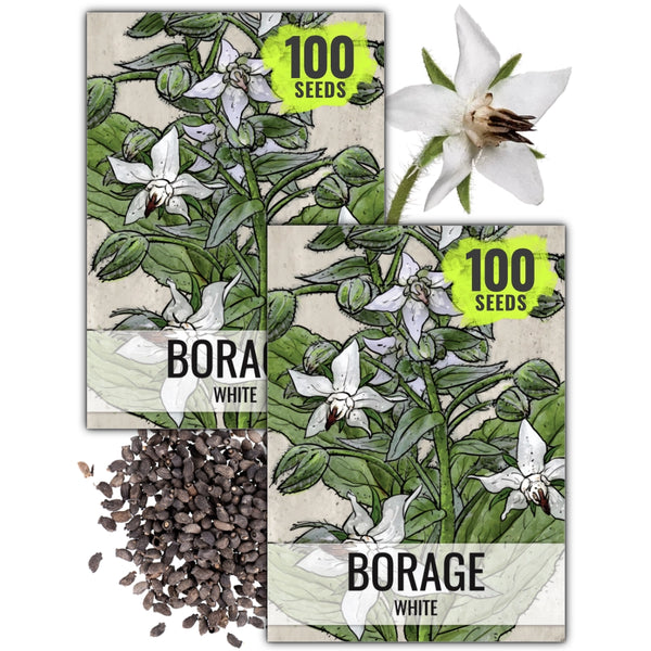White Borage Seeds For Planting (Borago officinalis)