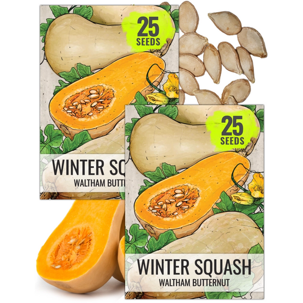 Waltham Butternut Winter Squash Seeds For Planting (Cucurbita pepo)
