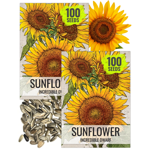 Incredible Dwarf Sunflower Seeds For Planting (Helianthus annuus)