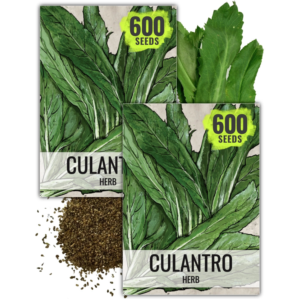 Culantro Herb Seeds For Planting (Eryngium foetidum)