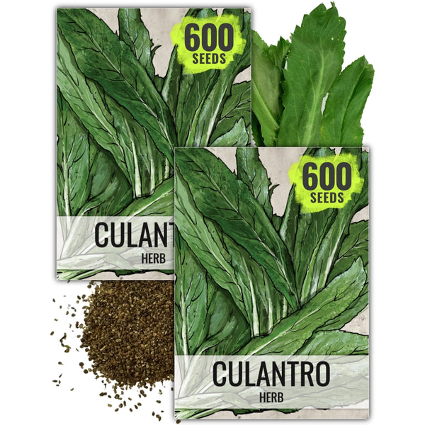 Culantro Herb Seeds For Planting (Eryngium foetidum)