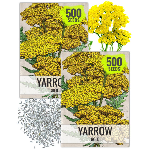 Gold Yarrow Seeds For Planting (Achillea filipendulina)
