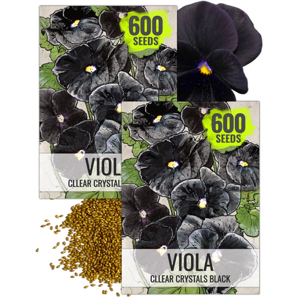 Black Pansy Seeds For Planting "Clear Crystals" (Viola x wittrockiana)