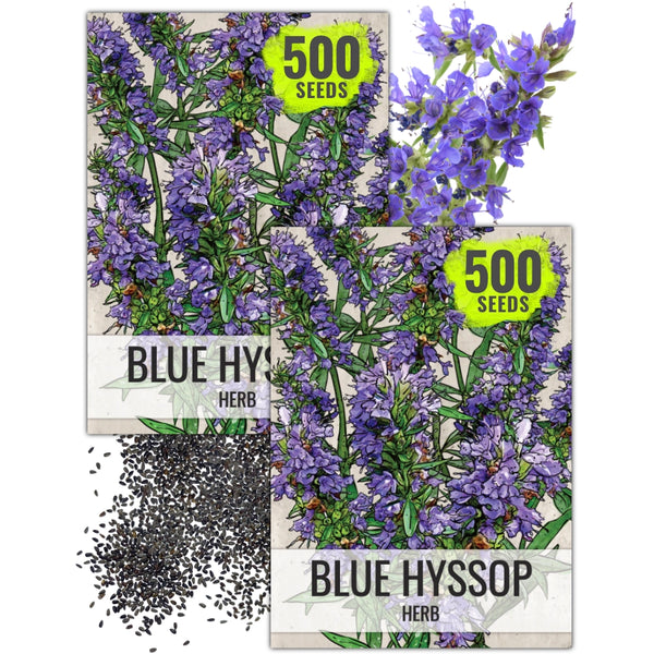 Hyssop Herb Seeds For Planting (Hyssopus officinalis)