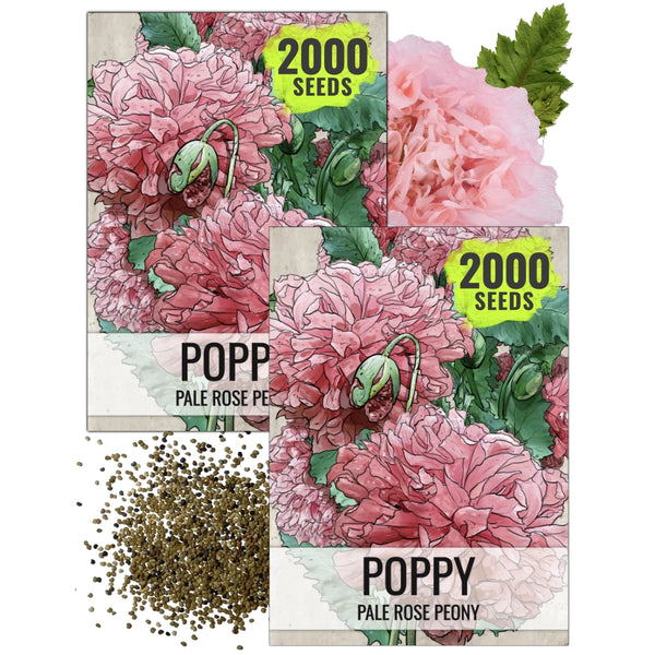 Pale Rose Peony Poppy Seeds For Planting (Papaver paeoniflorum)