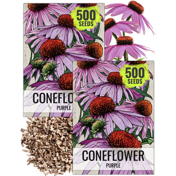 Purple Coneflower Seeds For Planting (Echinacea purpurea)