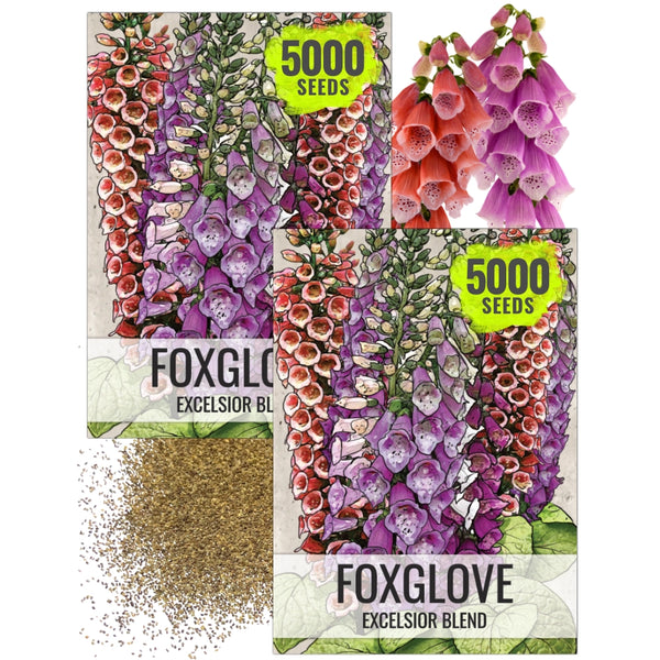 foxglove plant seeds Excelsior Mixture Foxglove Seeds For Planting (Digitalis purpurea) – Seed Needs LLC