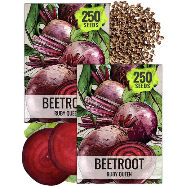 Ruby Queen Beet Seeds For Planting (Beta vulgaris)