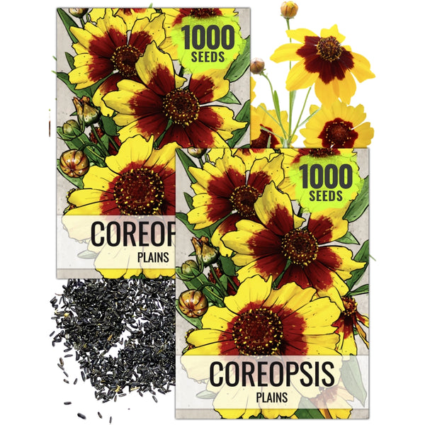 Coreopsis Plains Seeds For Planting (Coreopsis tinctoria)