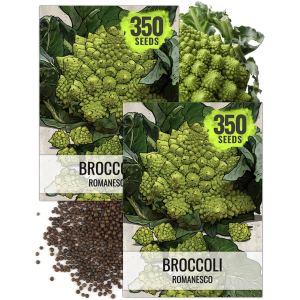 Romanesco Broccoli Seeds For Planting (Brassica oleracea)