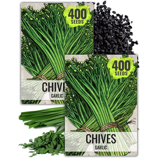 Garlic Chives Herb Seeds For Planting (Allium tuberosum)