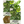 Arugula Herb Seeds For Planting (Eruca sativa)