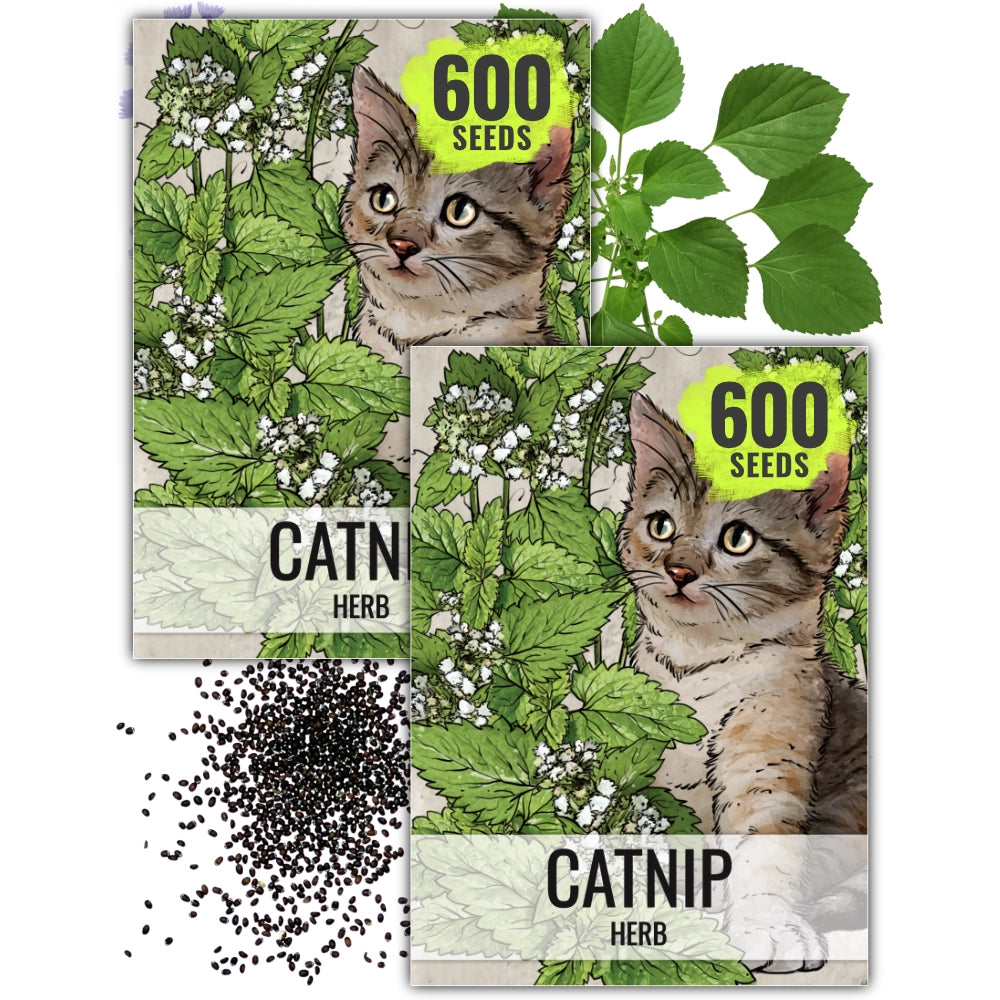 Catnip Herb Seeds For Planting (Nepeta cataria)