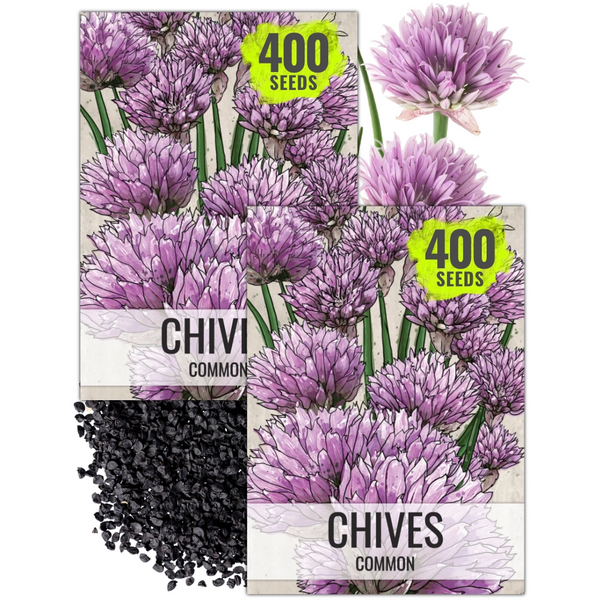 Common Chives Herb Seeds For Planting (Allium schoenoprasum)