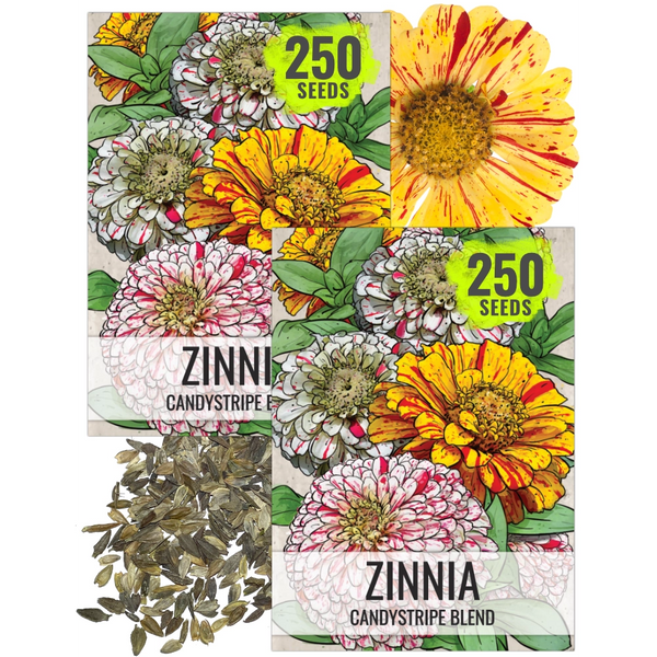 Candystripe Zinnia Mixture (Zinnia elegans)