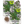 Sweet Marjoram Herb Seeds For Planting (Origanum majorana)