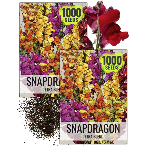 Snapdragon Seeds For Planting Tetra Blend (Antirrhinum majus)