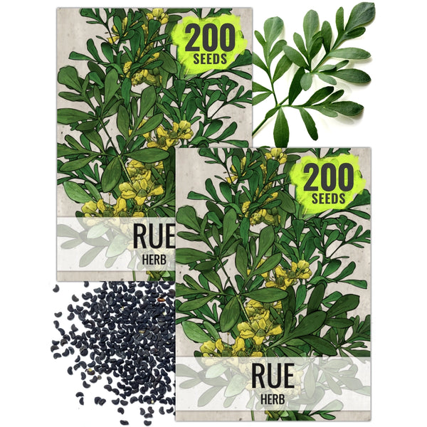 Rue Herb Seeds For Planting (Ruta graveolens)