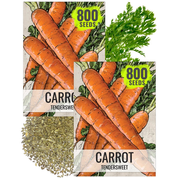 Tendersweet Carrot Seeds For Planting (Daucus carota)