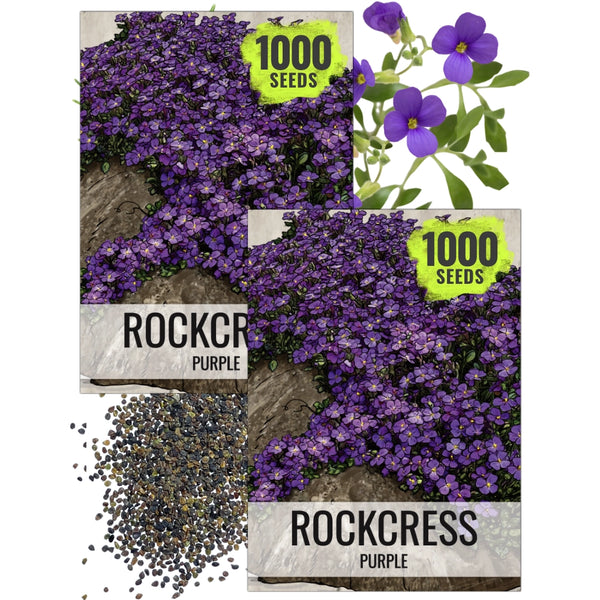 Purple Rockcress Groundcover Seeds For Planting (Aubrieta deltoidea)