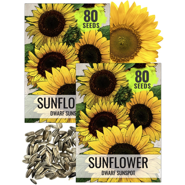 Dwarf Sunspot Sunflower Seeds For Planting (Helianthus annuus)