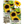 Yellow Pygmy Sunflower Seeds For Planting (Helianthus annuus)