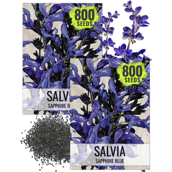 Sapphire Sage Seeds For Planting / Sapphire Salvia (Salvia farinacea)