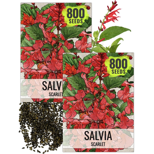 Scarlet Sage Seeds For Planting / Scarlet Salvia (Salvia coccinea)