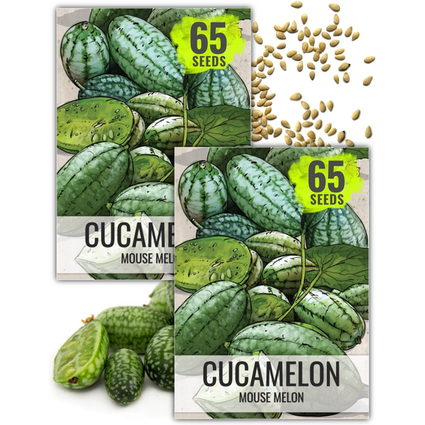 Cucamelon Seeds For Planting, Mexican Sour Gherkin (Melothria scabra)