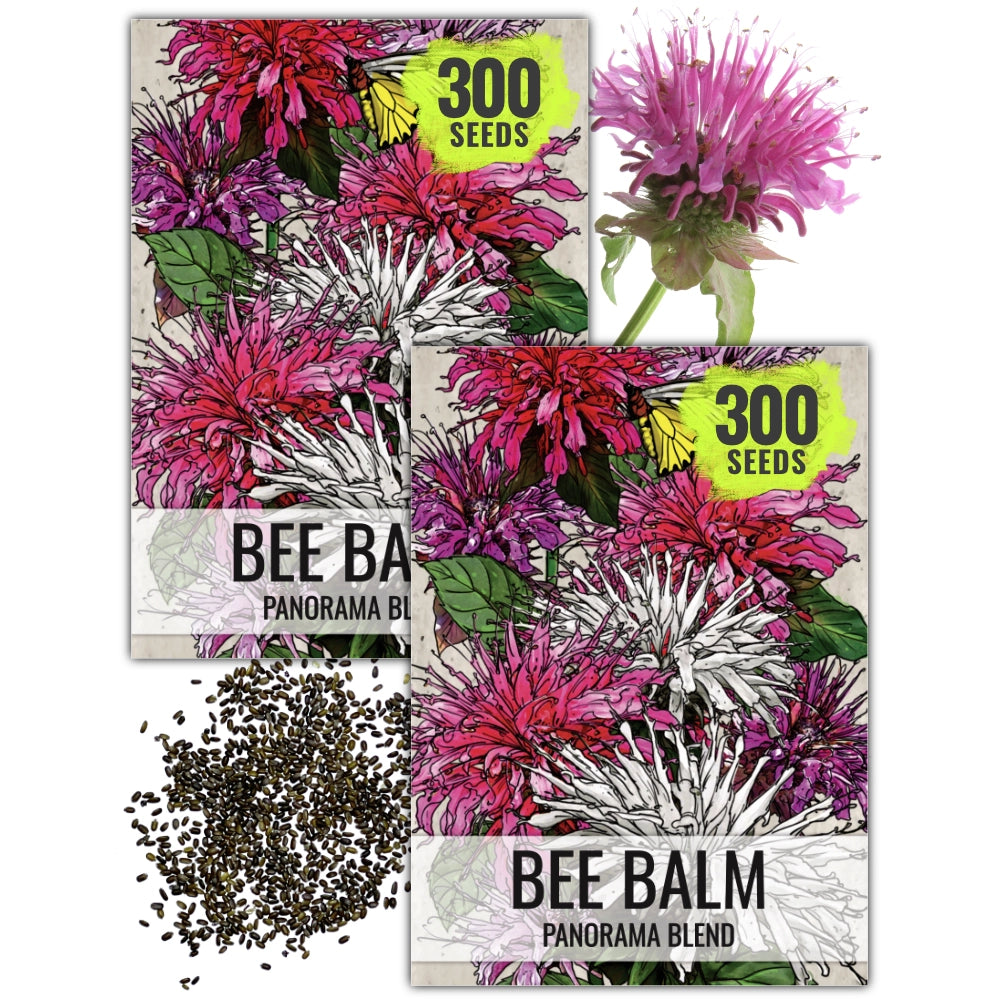 Panorama Blend Bee Balm Seeds For Planting (Monarda didyma)