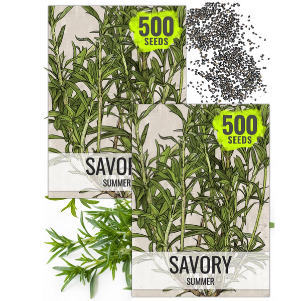 Summer Savory Herb Seeds For Planting (Satureja hortensis)