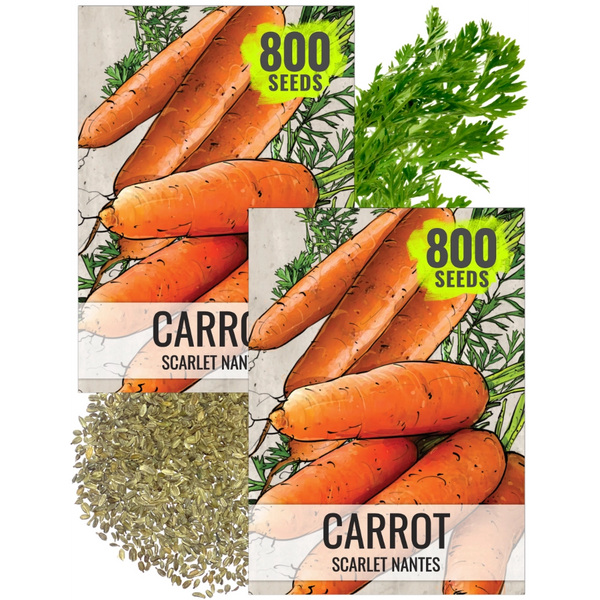 Scarlet Nantes Carrot Seeds For Planting (Daucus carota)