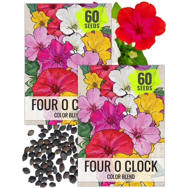 Mixed Four O' Clock Seeds For Planting (Mirabilis jalapa)