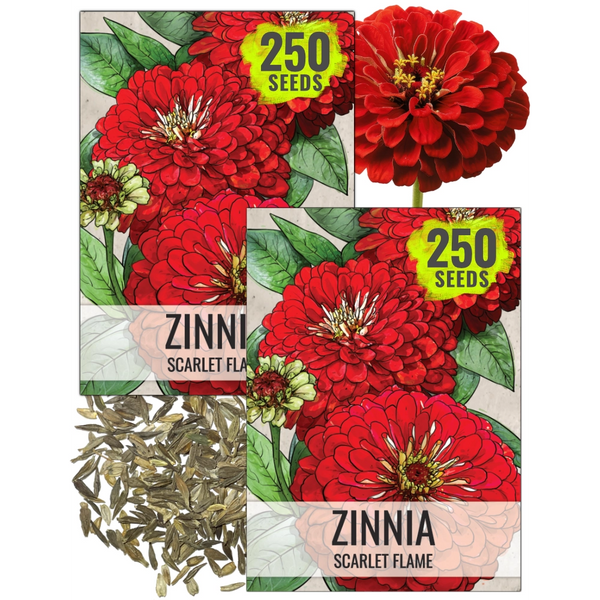 plant zinnia seeds Scarlet Flame Zinnia Seeds For Planting – Seed Needs LLC