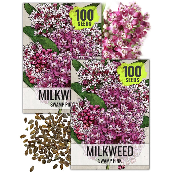 Pink Swamp Milkweed Seeds For Planting (Asclepias incarnata)
