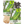 Luffa Gourd Seeds For Planting (Luffa aegyptiaca)