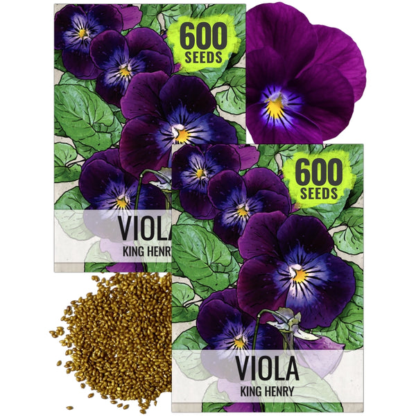 King Henry Viola Seeds For Planting (Viola cornuta)