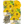 Canary Bird Zinnia Seeds For Planting (Zinnia elegans)