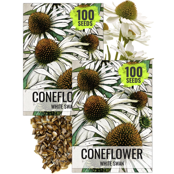 White Swan Coneflower Seeds For Planting (Echinacea purpurea)