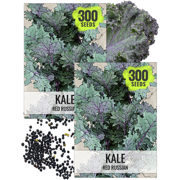 Red Russian Kale Seeds For Planting (Brassica napus)