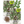 Thyme Herb Seeds For Planting (Thymus vulgaris)