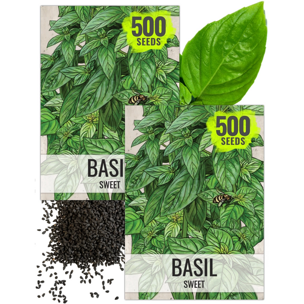 Sweet Basil Herb Seeds For Planting (Ocimum basilicum)