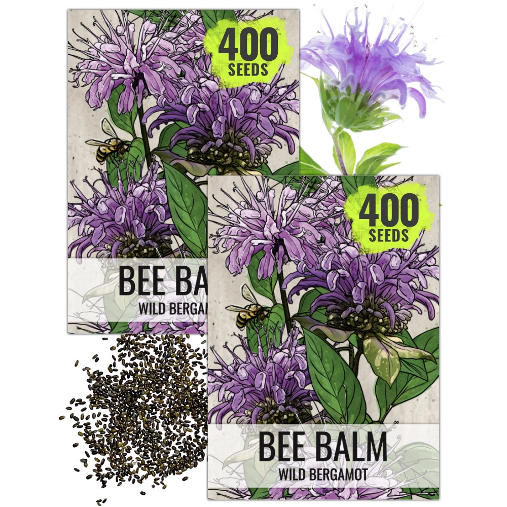 Wild Bee Balm Seeds For Planting (Monarda fistulosa)