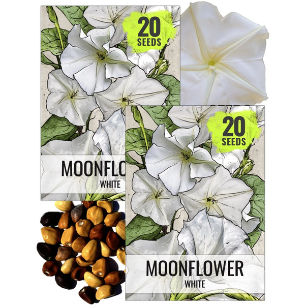 White Moonflower Seeds For Planting - Evening Bloomer (Ipomoea alba)