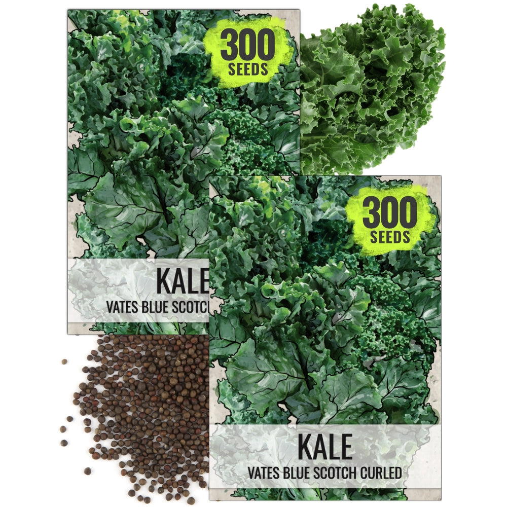 Kale Seeds For Planting, Vates Blue Scotch Curled (Brassica oleracea)