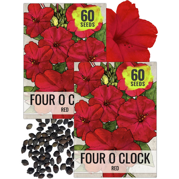 Red Four O' Clock Seeds For Planting (Mirabilis jalapa)
