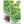 Italian Oregano (Origanum vulgare)