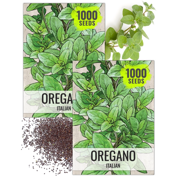 Italian Oregano (Origanum vulgare)